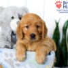 Image of Sophie, a Golden Retriever puppy