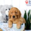 Image of Sophie, a Golden Retriever puppy