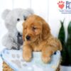 Image of Sophie, a Golden Retriever puppy