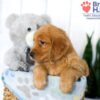 Image of Sophie, a Golden Retriever puppy