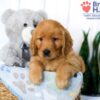 Image of Sophie, a Golden Retriever puppy