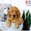 Image of Sophie, a Golden Retriever puppy