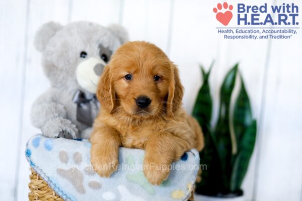 Image of Sophie, a Golden Retriever puppy