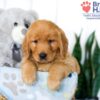 Image of Sophie, a Golden Retriever puppy