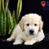 Image of Stetson, a Golden Retriever puppy