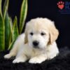 Image of Stetson, a Golden Retriever puppy