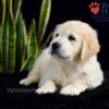 Image of Stetson, a Golden Retriever puppy