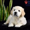 Image of Stetson, a Golden Retriever puppy