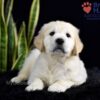 Image of Stetson, a Golden Retriever puppy