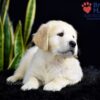 Image of Stetson, a Golden Retriever puppy