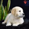 Image of Stetson, a Golden Retriever puppy