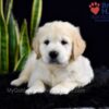 Image of Stetson, a Golden Retriever puppy