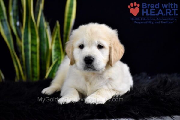 Image of Stetson, a Golden Retriever puppy