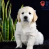 Image of Stetson, a Golden Retriever puppy