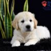 Image of Stetson, a Golden Retriever puppy