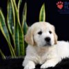 Image of Stetson, a Golden Retriever puppy