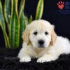 Image of Stetson, a Golden Retriever puppy