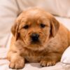 Image of Storm, a Golden Retriever puppy