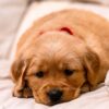 Image of Storm, a Golden Retriever puppy