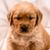 Image of Storm, a Golden Retriever puppy