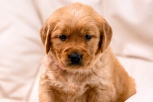 Image of Storm, a Golden Retriever puppy