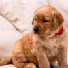 Image of Storm, a Golden Retriever puppy