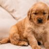 Image of Storm, a Golden Retriever puppy