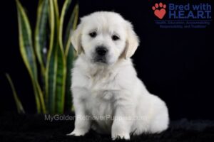 Image of Storm, a Golden Retriever puppy