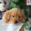 Image of Sugar, a Golden Retriever puppy