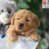 Image of Sugar, a Golden Retriever puppy