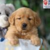 Image of Sugar, a Golden Retriever puppy