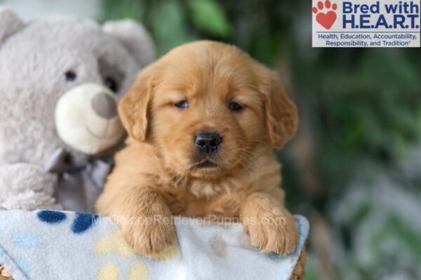 Image of Sugar, a Golden Retriever puppy