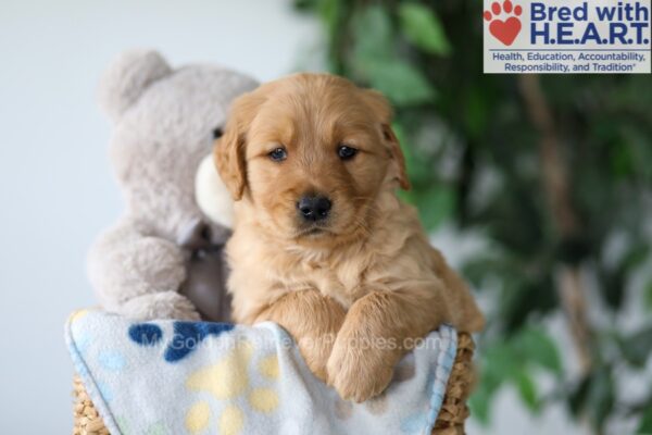 Image of Syd, a Golden Retriever puppy