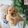 Image of Syd, a Golden Retriever puppy