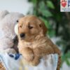 Image of Syd, a Golden Retriever puppy