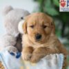 Image of Syd, a Golden Retriever puppy