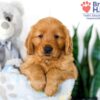 Image of Sydney, a Golden Retriever puppy