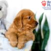 Image of Sydney, a Golden Retriever puppy