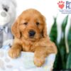 Image of Sydney, a Golden Retriever puppy