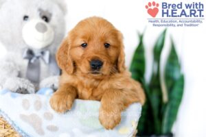 Image of Sydney, a Golden Retriever puppy