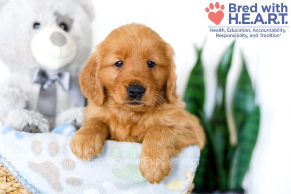 Image of Sydney, a Golden Retriever puppy