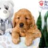 Image of Sydney, a Golden Retriever puppy