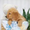 Image of Taylor, a Golden Retriever puppy