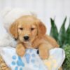 Image of Taylor, a Golden Retriever puppy