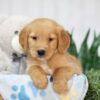 Image of Taylor, a Golden Retriever puppy