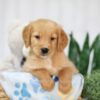 Image of Taylor, a Golden Retriever puppy