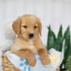 Image of Taylor, a Golden Retriever puppy