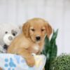 Image of Taylor, a Golden Retriever puppy