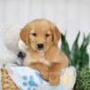 Image of Taylor, a Golden Retriever puppy