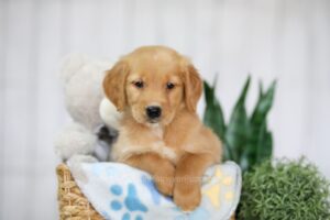 Image of Taylor, a Golden Retriever puppy